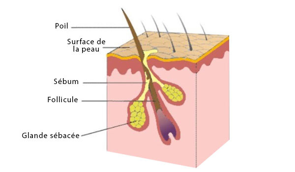 sécrétion du sébum sur un follicule pileux